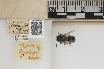 Media type: image;   Entomology 786054 Aspect: Labels